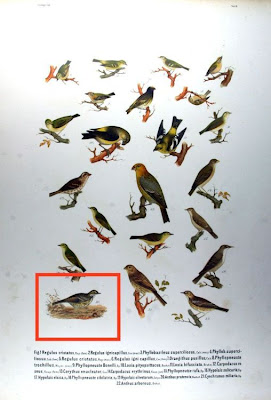 Bisbita Pratense Bisbita Pratense