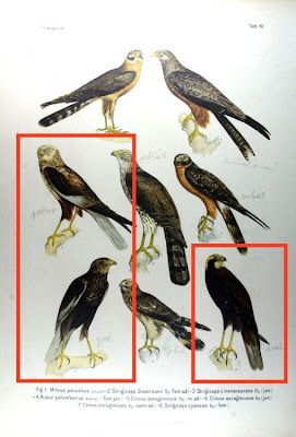 Western Marsh-Harrier Western Marsh-Harrier
