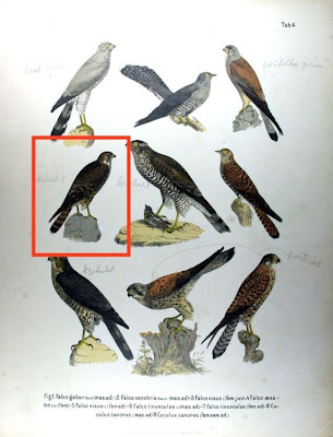 Falco aesalon
