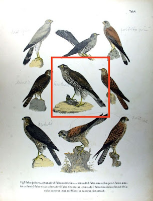 Falco nisus