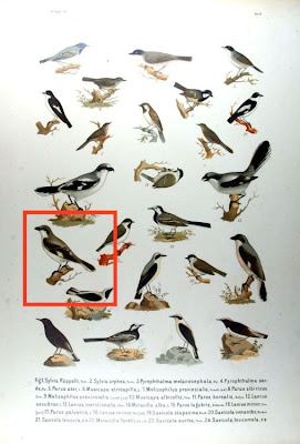 Averla cenerina
