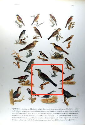 Fieldfare