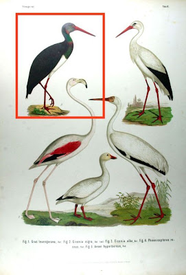 Cegonha-preta Cegonha-preta