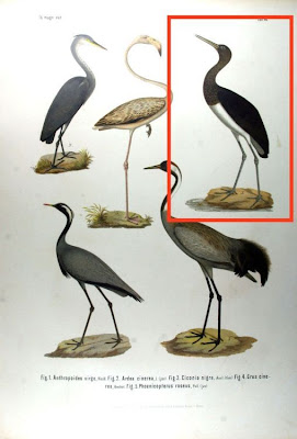 Cegonha-preta Cegonha-preta
