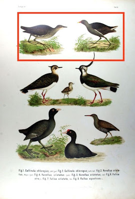 Common Moorhen Common Moorhen