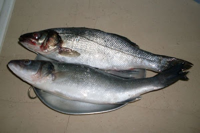 European seabass