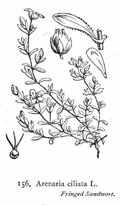 Arenaria ciliata,
,
Arenaria ciliata,
fringed sandwort Arenaria ciliata,
,
Arenaria ciliata,
fringed sandwort