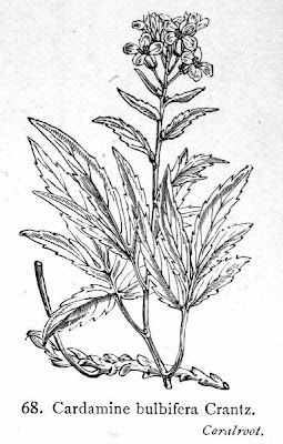 Coralroot bittercress Coralroot bittercress
