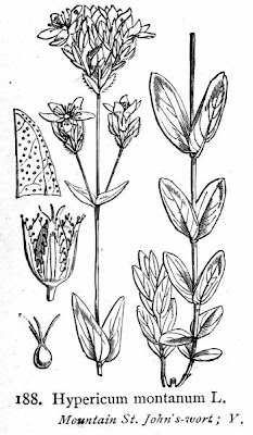 Erba di S.Giovanni montana Erba di S.Giovanni montana