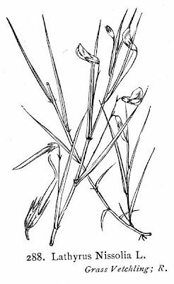 Gras-Platterbse