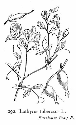 Tuberous-vetch