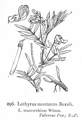 Cicerchia montana Cicerchia montana
