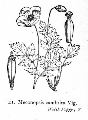 Welsh-poppy Welsh-poppy