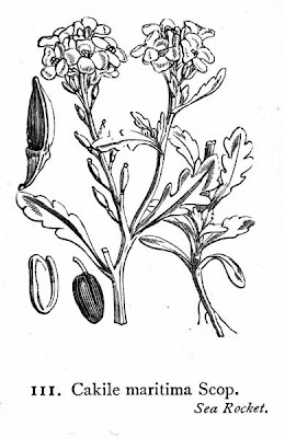 Cakile maritima,
European searocket,
Ravastrello marittimo,
sea rocket