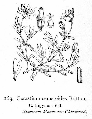 Mountain chickweed Mountain chickweed