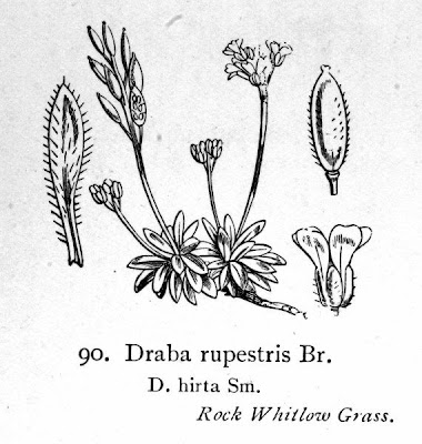 Draba hirta