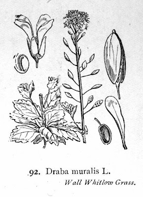 Draba muralis,
Draba murale,
Wall Whitlowgrass