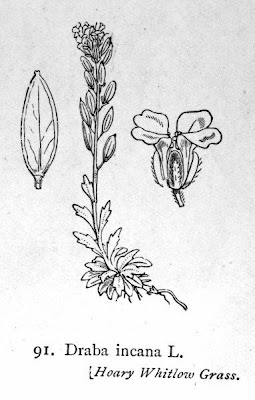 Draba incana,
Draba grigia,
Hoary Whitlowgrass,
twisted draba