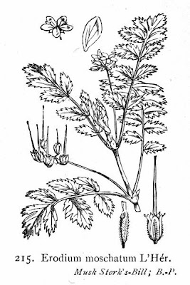 Musky stork's-bill
