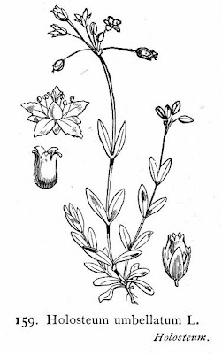 Estrelada