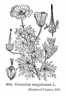 Bloody geranium Bloody geranium