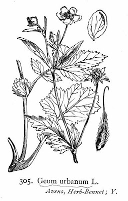 Bennet's-root Bennet's-root