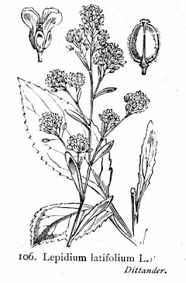 Broadleaf pepperweed Broadleaf pepperweed