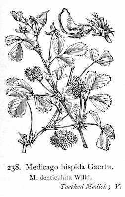 California bur-clover California bur-clover