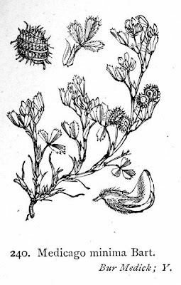 Burr medick