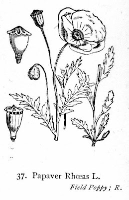 Flanders poppy