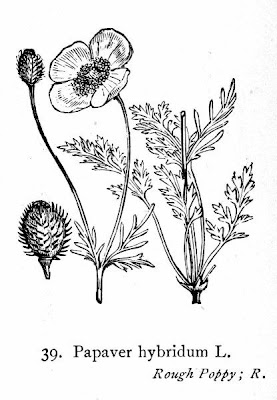 Papaver hybridum L.