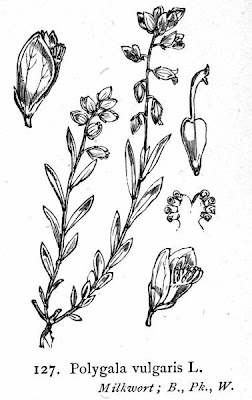 Common milkwort Common milkwort