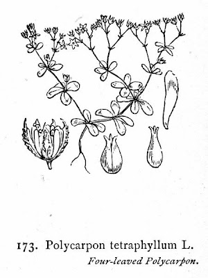 Four Leaved Allseed Four Leaved Allseed
