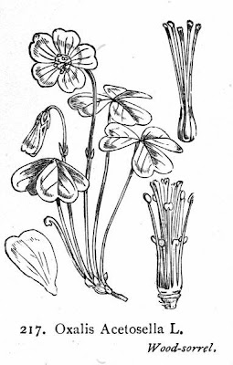 Woodsorrel Woodsorrel