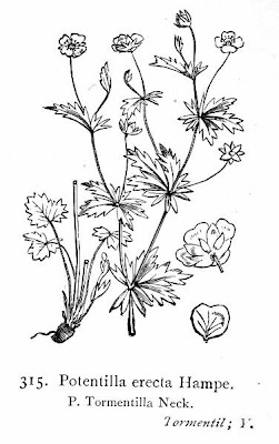 Erect cinquefoil Erect cinquefoil