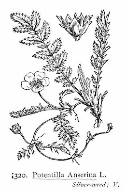 Argentina,
silverweed Argentina,
silverweed
