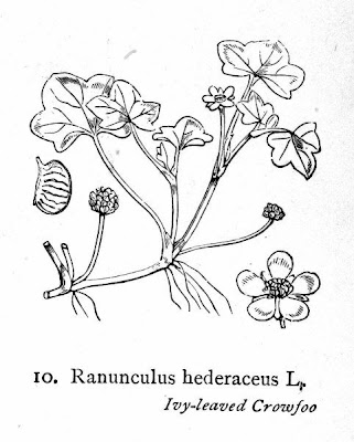 Ivy Leaved Crowfoot