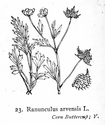 Ranunculus arvensis L.