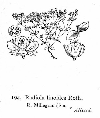 Radiola linoides,
allseed,
Falso-Lino