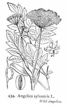 Angelica selvatica Angelica selvatica