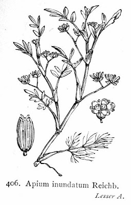 Apium inundatum,
Lesser Marshwort,
Sedano sommerso