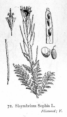 Flixweed