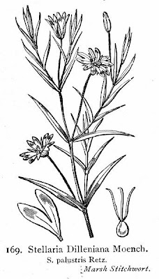Centocchio delle paludi Centocchio delle paludi