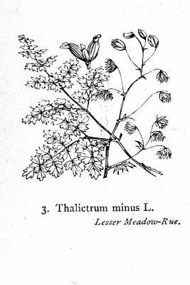 Thalictrum minus L.