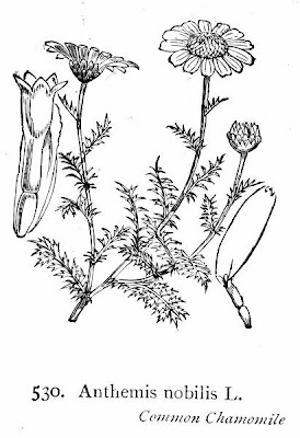R�mische Kamille