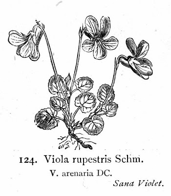Teesdale violet Teesdale violet