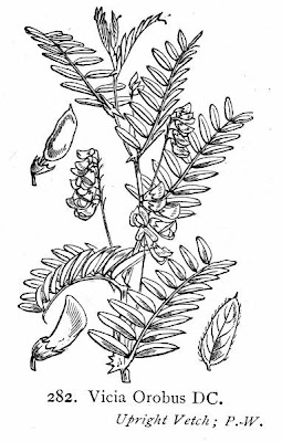 Wood Bitter Vetch Wood Bitter Vetch