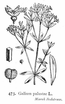 Caglio delle paludi Caglio delle paludi
