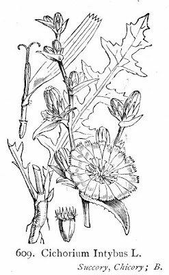 Endive witloof