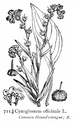 Common Hound's Tongue Common Hound's Tongue